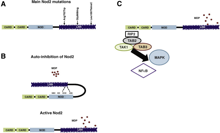 Figure 1