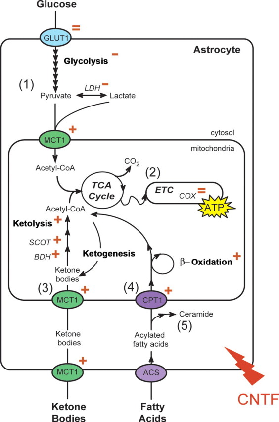 Figure 11.