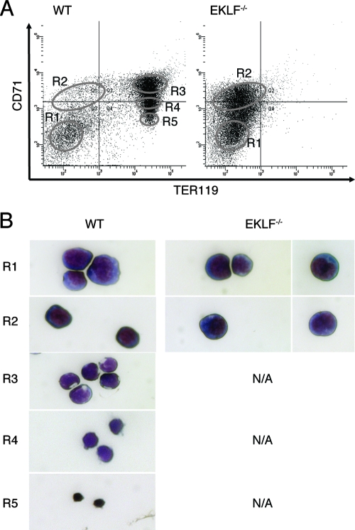 FIG. 1.