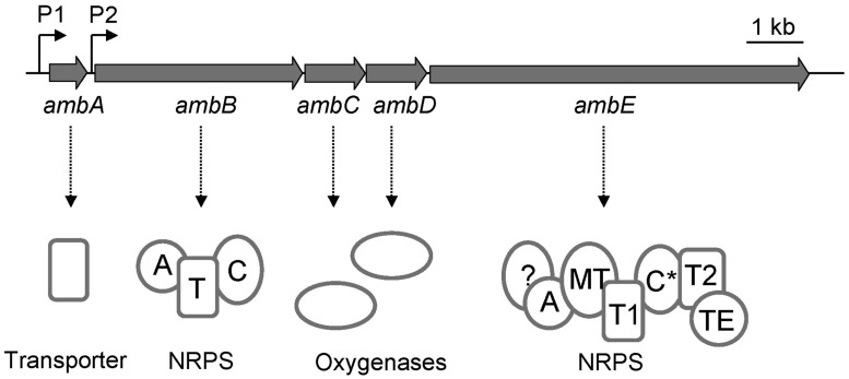 FIGURE 1