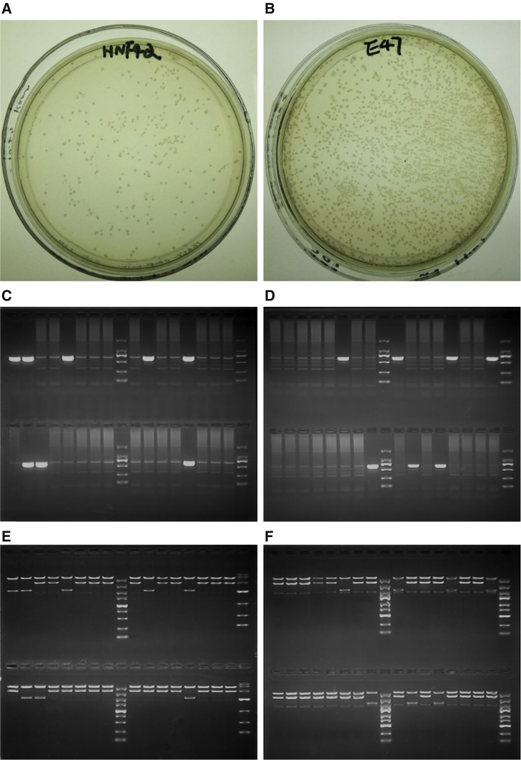 Figure 4