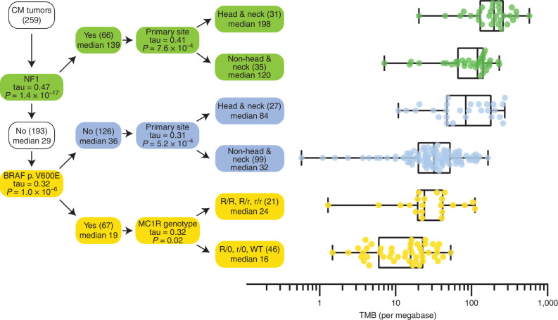 Figure 6. Decision tree predicting TMB in CM. Starting with CM tumors in the root node (top left), the variable that had the highest correlation with TMB was identified, e.g., NF1 mutation status. In the branching node, the correlation (Kendall's tau) with TMB and associated Bonferroni corrected P value is displayed. The branching node splits the cohort into two groups with size (in brackets) and median TMB is displayed in the daughter nodes. The splitting is repeated recursively until no more significant variables can be found. For each leaf node in the decision tree, the distribution of TMB is displayed on the right-hand side in the form of box-and-whisker plots with whiskers from minimum to maximum. Medians are displayed as a line within the box defined by the quartiles.