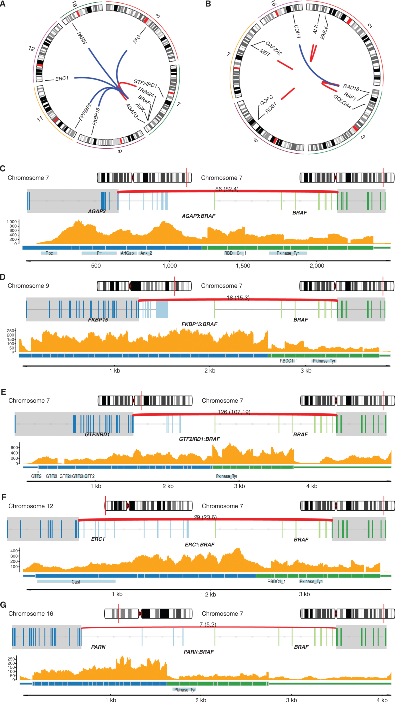 Figure 4. Cancer gene fusions A, Circos plot showing the nine BRAF gene fusion events and the corresponding fusion gene partner. Only chromosomes containing the genes involved in the gene fusions are shown. B, Circos plot showing RAF1, ALK, MET, and ROS1 gene fusion events of interest and the corresponding fusion gene partner. Only chromosomes containing the genes involved in the gene fusions are shown. C–G, BRAF fusion genes in tumors with RNA-seq available. For each fusion gene, the top plot shows the location in the chromosome of each fusion gene partner; the middle plot shows the exons involved in each gene (transcripts are collapsed). The bottom plot shows the read depth of both fusion gene partners by RNA-seq, predicted fusion protein, and the protein domains (including BRAF kinase domain) involved. C, AGAP3–BRAF fusion; D, FKBP15–BRAF fusion; E, GTF2IRD1–BRAF fusion; F, ERC1–BRAF fusion; G, PARN–BRAF fusion.