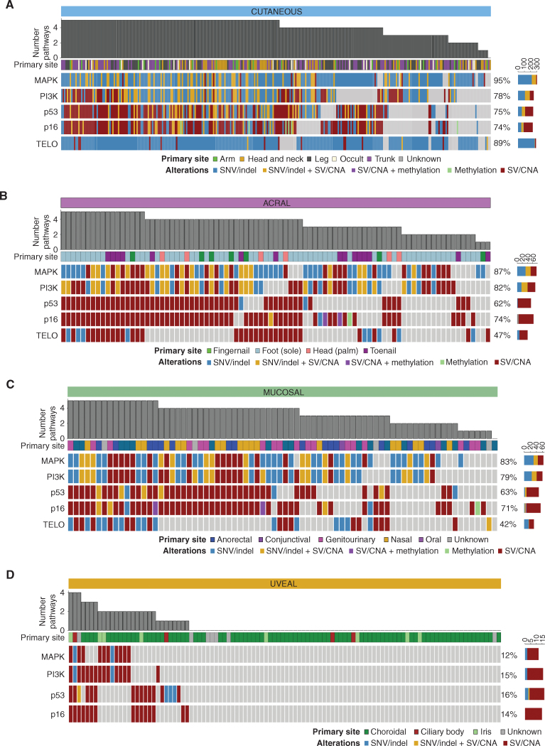 Figure 7. Pathways important in melanoma development. Genomic aberrations are shown in five signaling pathways that are important in melanoma development: MAPK; PI3K, p53, p16–CDK–RB (p16), and telomere maintenance (TELO). Included genes and aberrations for each pathway are listed in Supplementary Table S8. Oncoplots show the type of aberration(s) in a gene within each pathway, and plots are grouped by subtype: A, cutaneous tumors; B, acral tumors; C, mucosal tumors; and D, uveal tumors. The number of pathways mutated and the primary site of the tumor are shown. The color sidebars show the percentage of melanomas with the aberrant pathway.