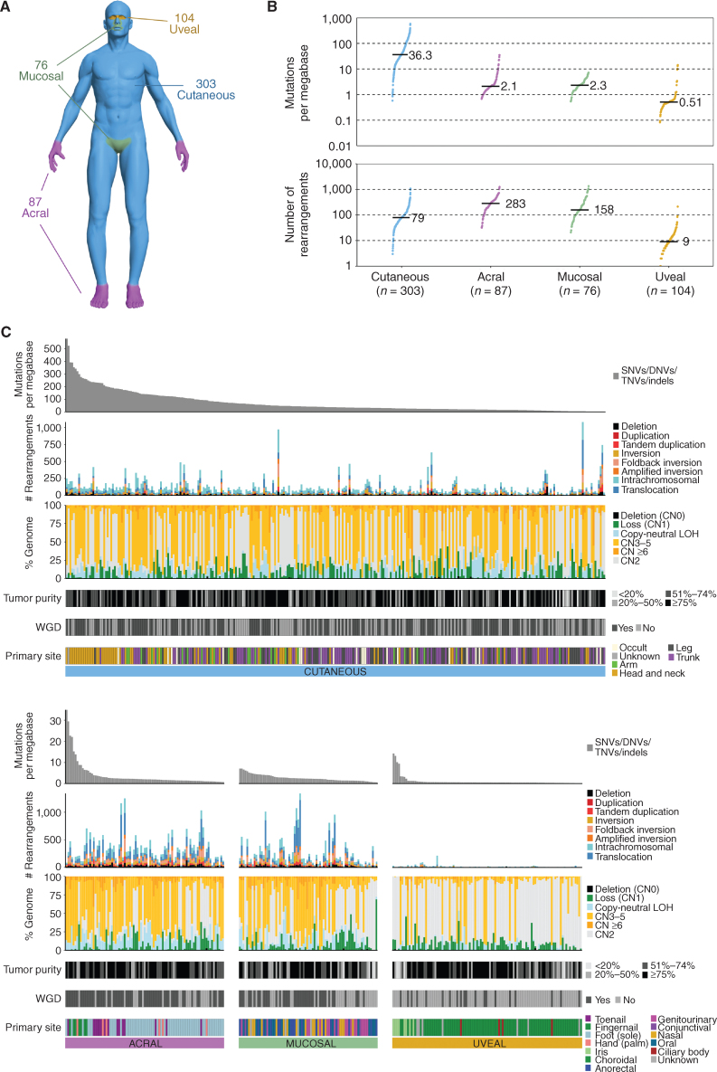 Figure 1. Genomic overview of the cohort. A, Distribution of the melanoma subtypes in the cohort. B, Mutations per megabase of SNVs and indels (top) and number of structural rearrangements (bottom) in each subtype. Each point represents a tumor, with the black line and number representing the median for each subtype. C, Overview of the genomic alterations within each tumor sample. Patients are grouped into separate plots based on melanoma subtype (cutaneous, acral, mucosal, and uveal). The upper plot shows the mutation burden of SNVs/DNVs/TNVs and indels as mutations per megabase across the entire genome. The patients within each subtype plot are ordered from highest to lowest mutation burden. The second plot from the top shows the number of structural rearrangements per tumor, including the predicted type of rearrangements: deletion, duplication, tandem duplication, inversion, foldback inversion, amplified inversion, intrachromosomal, or translocation. The third plot shows the percentage of the genome affected by CNAs including deletion (copy number 0: CN0), loss of 1 copy (loss CN1), copy number 2 (CN2), copy-neutral loss of heterozygosity (LOH), copy-number gain with 3 to 5 copies (CN3–5), and copy-number gain (CN ≥6). Next, tumor purity in each tumor is shown, followed by the presence of WGD per tumor. Finally, the primary site of each tumor is shown.