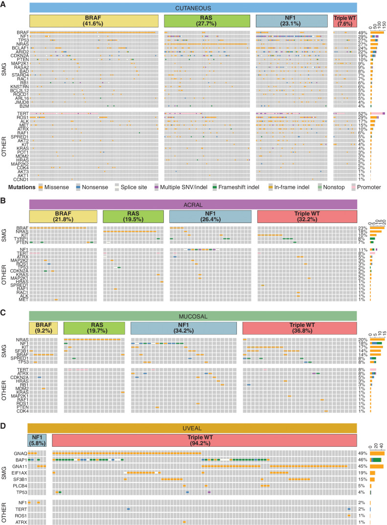 Figure 5. SMGs. Oncoplots of SMGs (top) and other melanoma genes (other, bottom) in (A) cutaneous tumors, (B) acral tumors, (C) mucosal tumors, and (D) uveal tumors. Each subtype is separated into TCGA molecular categories. Oncoplots show SNV and indels only. Tumors without an SNV or indel in a TCGA category gene that were assigned to that TCGA category had other structural alterations of the gene, e.g., a BRAF fusion.