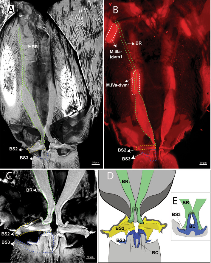 Fig. 8