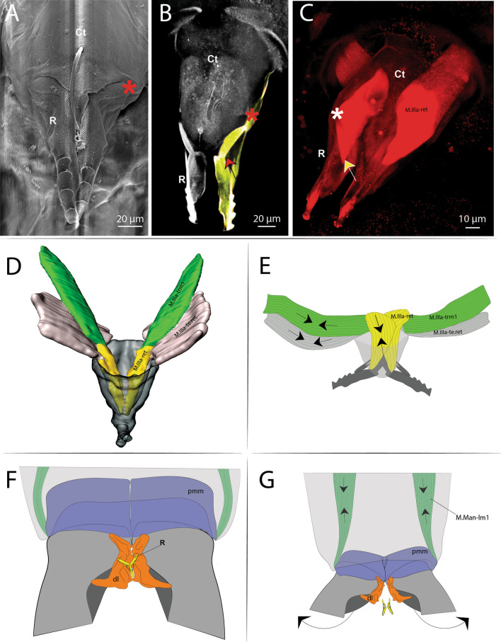 Fig. 16