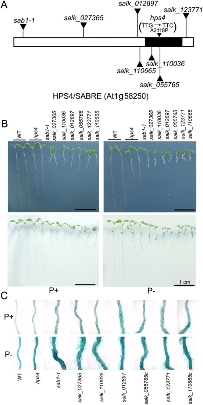 Fig. 3.