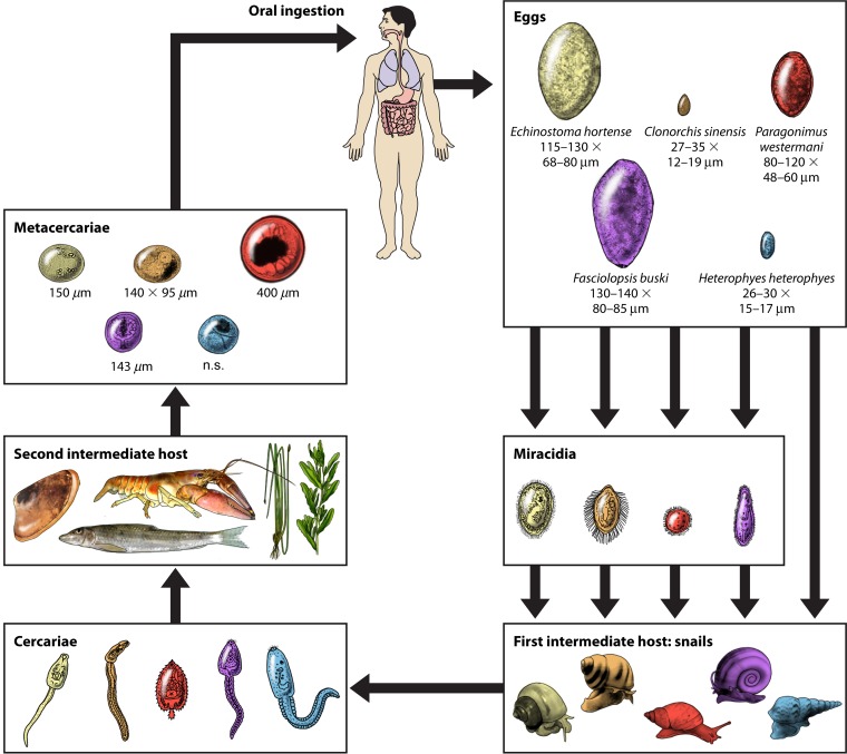 FIG 2