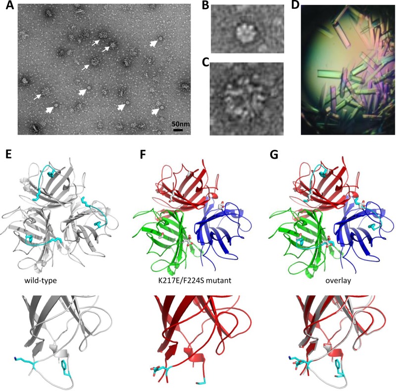 Fig 8