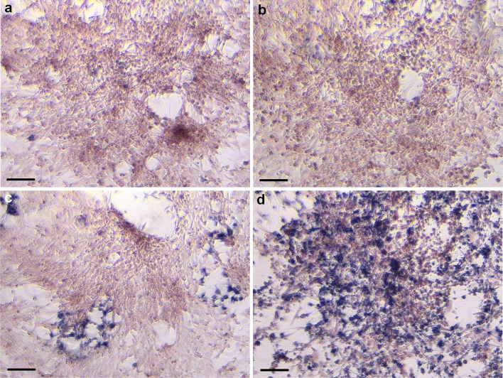 Fig. 12