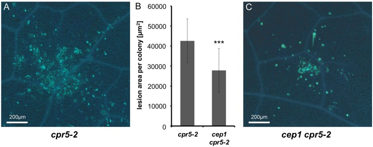 Fig 6