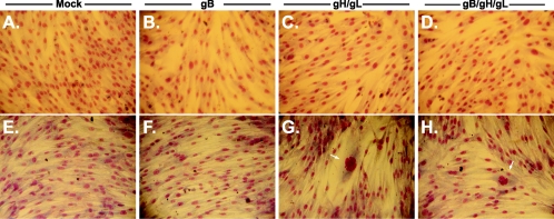 FIG. 5.