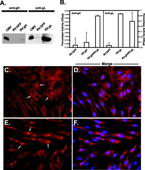 FIG. 2.