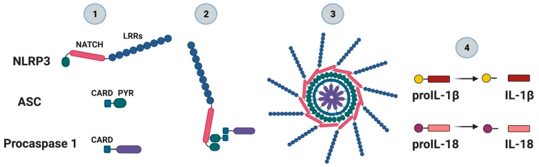 Figure 2