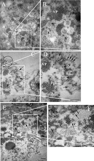 FIG. 6.