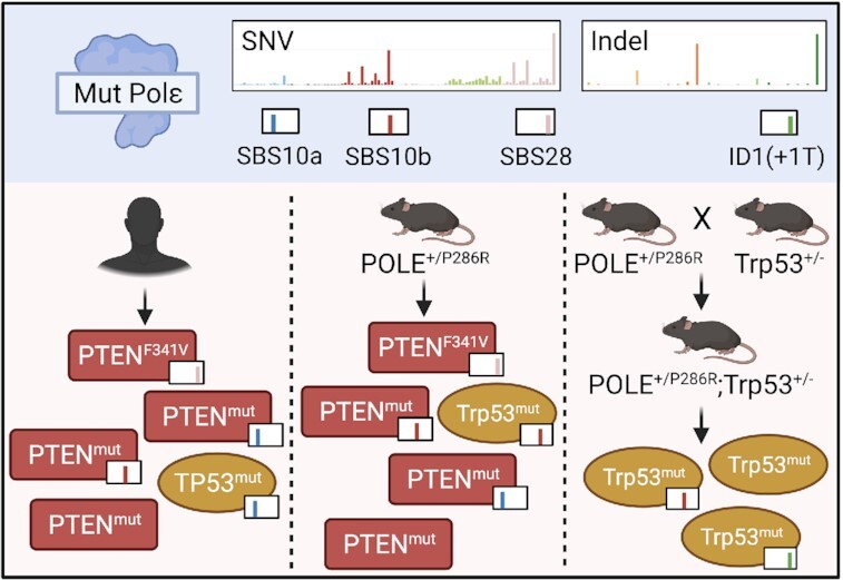 Graphical Abstract