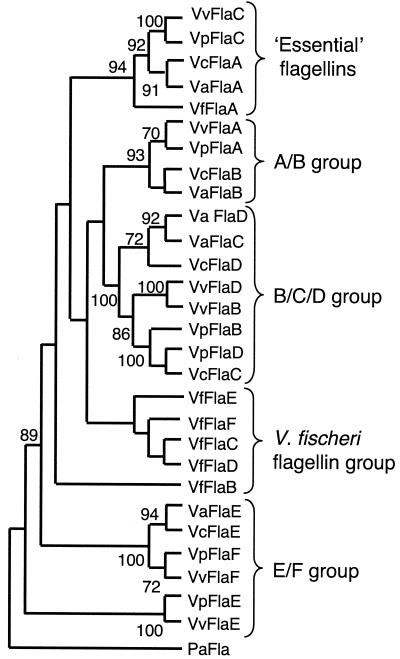 FIG. 2.