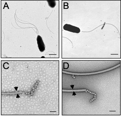 FIG. 5.