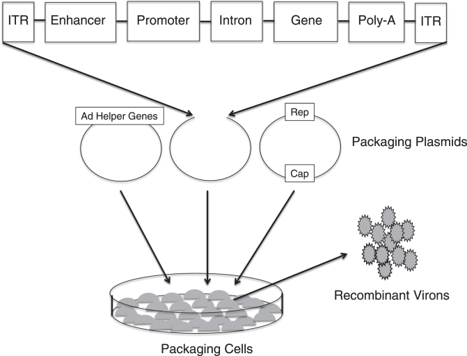 Fig.3