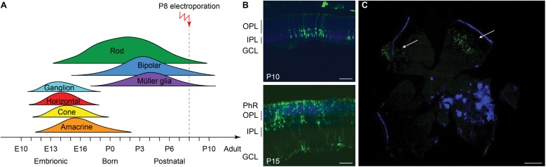 FIGURE 6