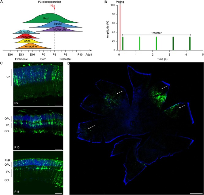 FIGURE 2