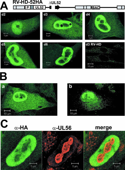 FIG. 10.