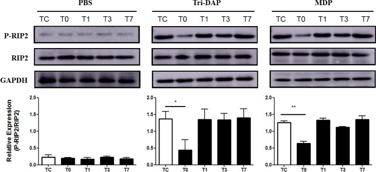 Fig 5