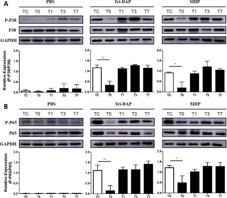 Fig 6