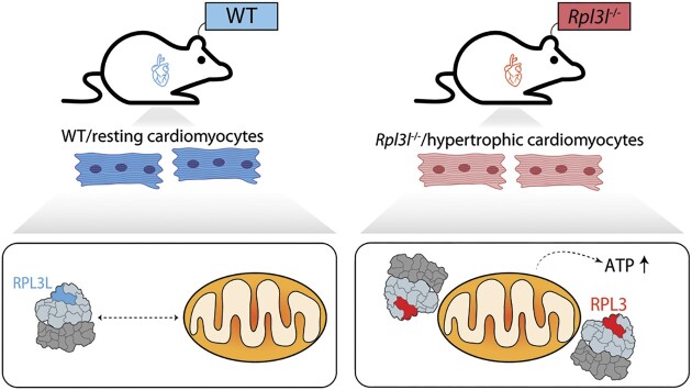 Graphical Abstract