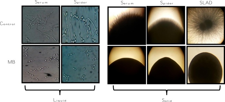 Fig. (6)