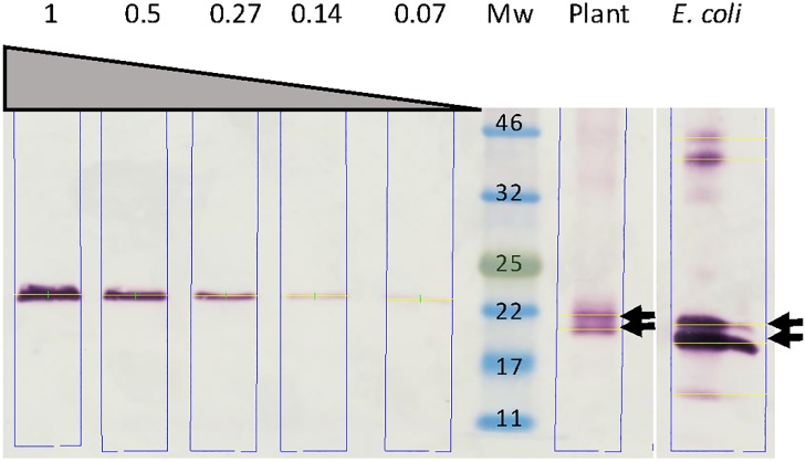 Fig 6