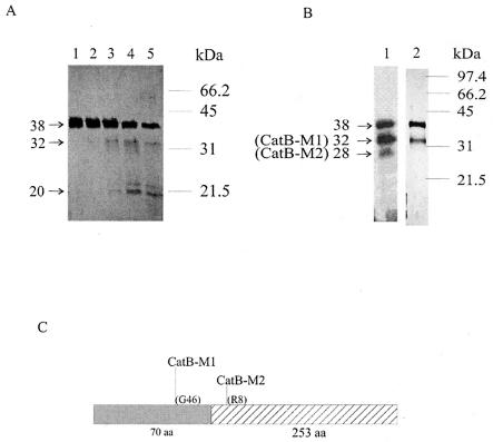 FIG. 4.