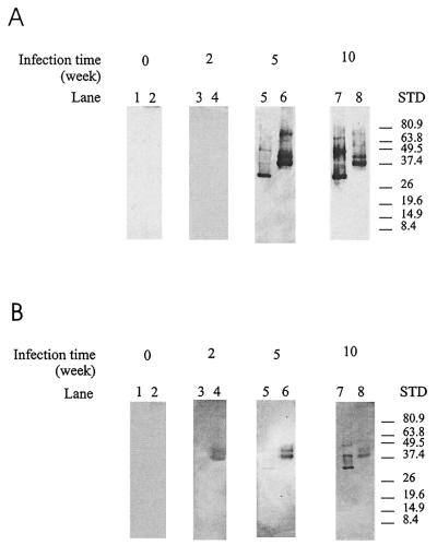 FIG. 8.