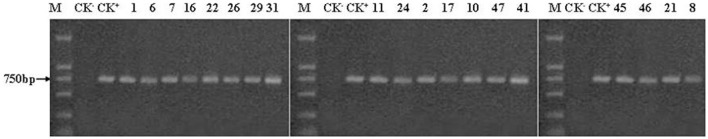 Figure 2