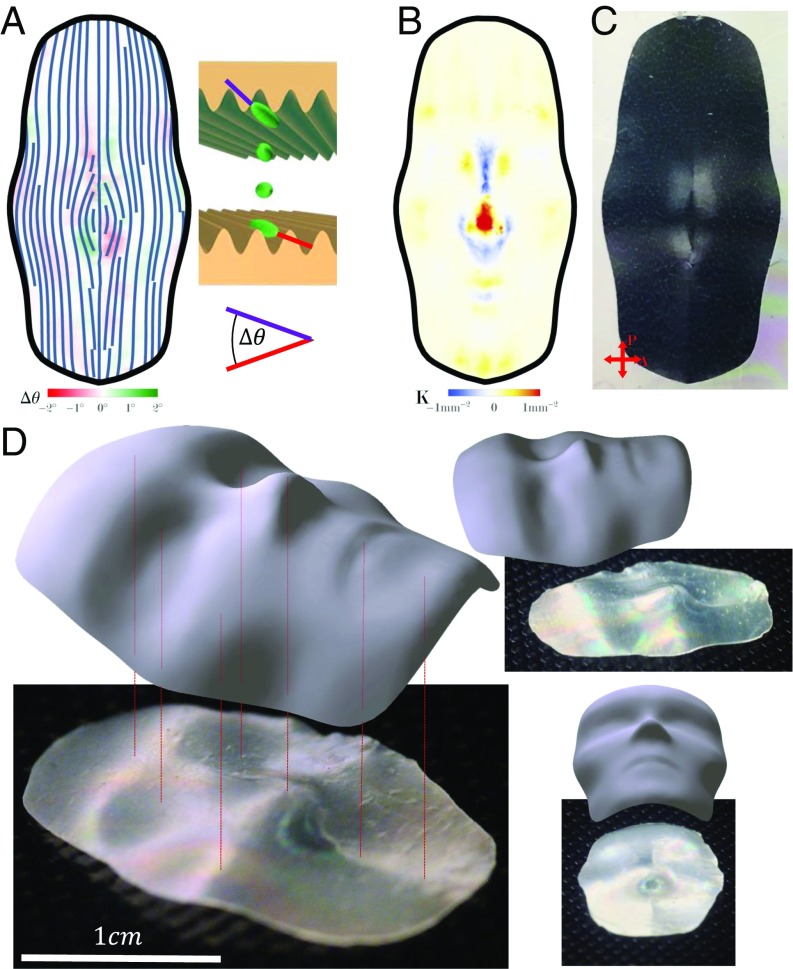 Fig. 5.