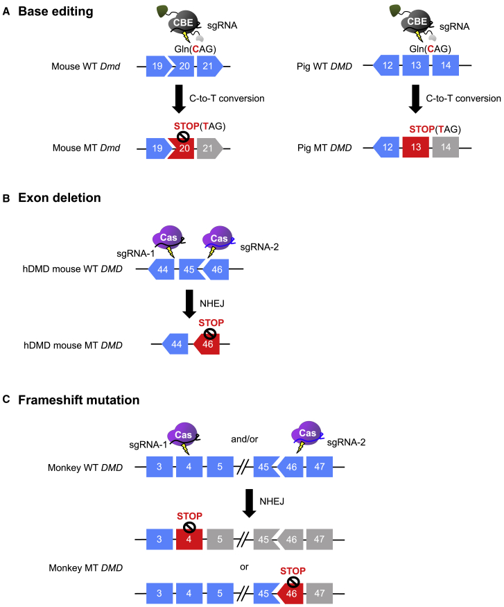 Figure 3