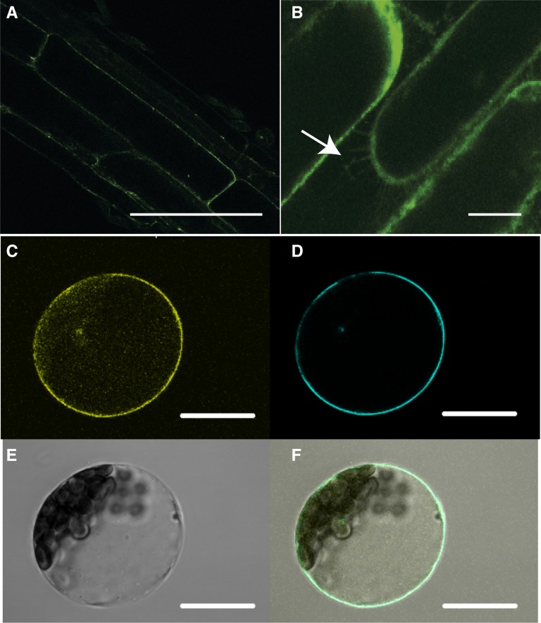 Figure 6.