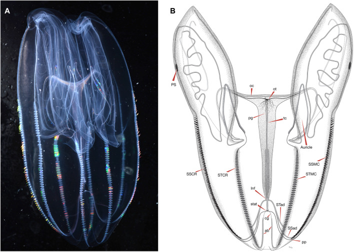 FIGURE 2