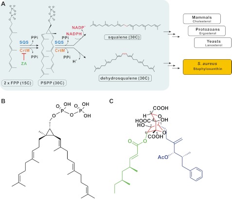 FIGURE 1.