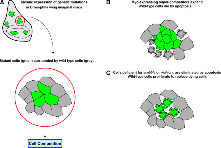 Fig. 2