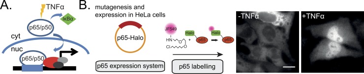 Fig 1