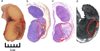 Fig. 15