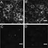 Fig. 12