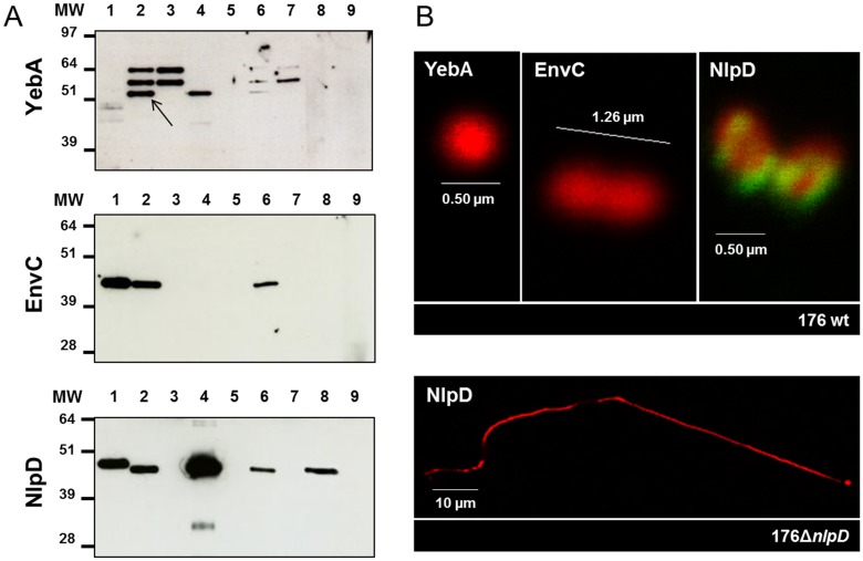 FIG 2 