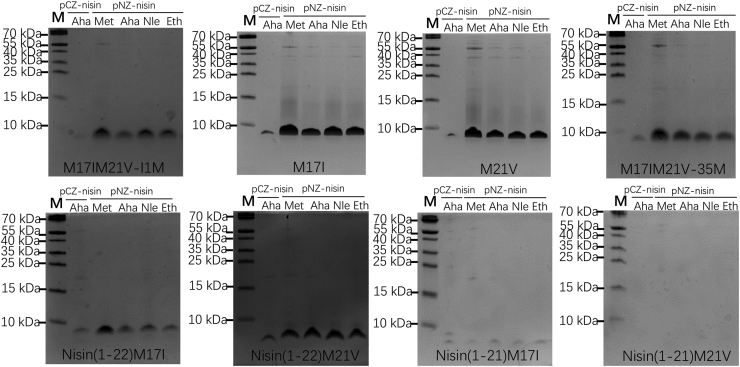Figure 5