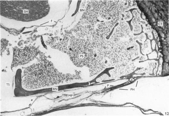 Fig. 12