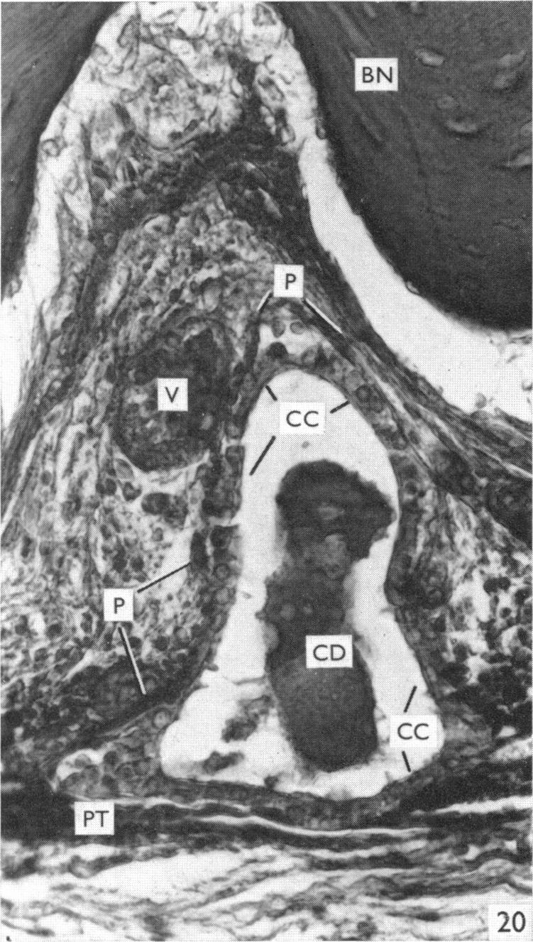 Fig. 20