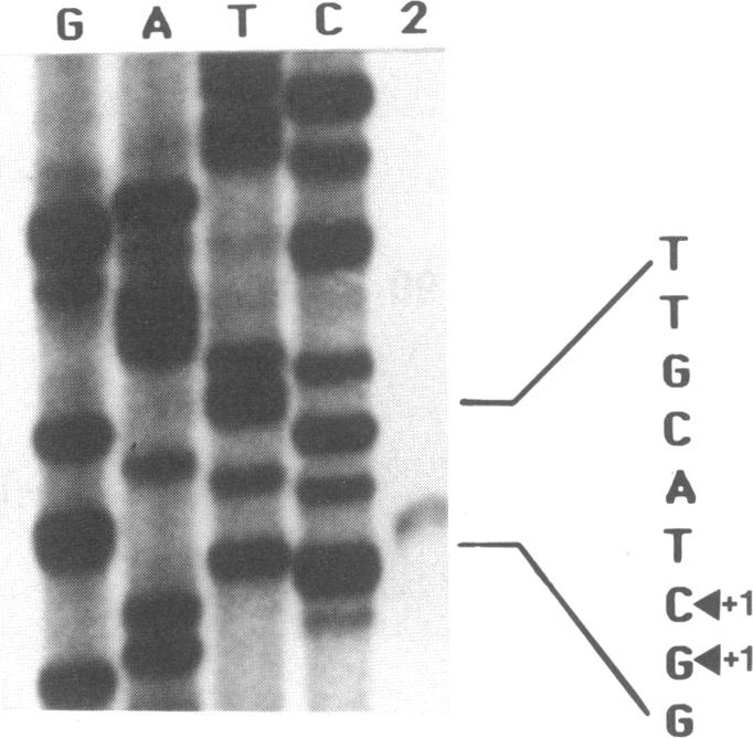 graphic file with name pnas00251-0144-d.jpg